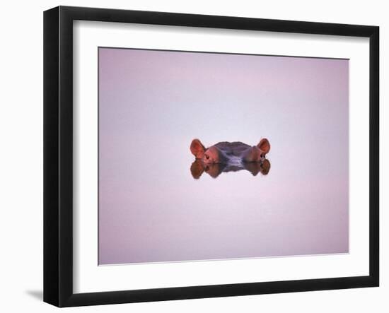 Hippopotamus Submerged, Eyes and Ears Just Above Water.Kruger National Park, South Africa-Tony Heald-Framed Photographic Print