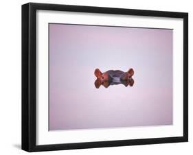 Hippopotamus Submerged, Eyes and Ears Just Above Water.Kruger National Park, South Africa-Tony Heald-Framed Photographic Print