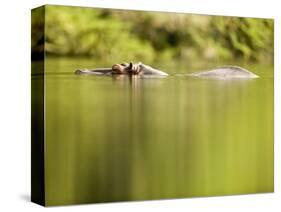 Hippopotamus Submerged in Natural Pool-Paul Souders-Stretched Canvas