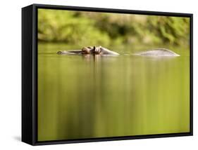 Hippopotamus Submerged in Natural Pool-Paul Souders-Framed Stretched Canvas
