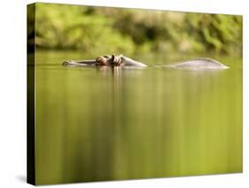 Hippopotamus Submerged in Natural Pool-Paul Souders-Stretched Canvas