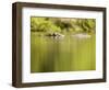 Hippopotamus Submerged in Natural Pool-Paul Souders-Framed Photographic Print