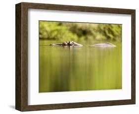 Hippopotamus Submerged in Natural Pool-Paul Souders-Framed Photographic Print