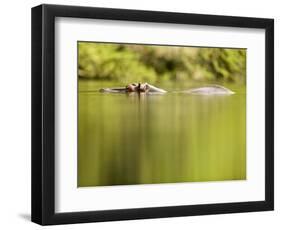 Hippopotamus Submerged in Natural Pool-Paul Souders-Framed Photographic Print