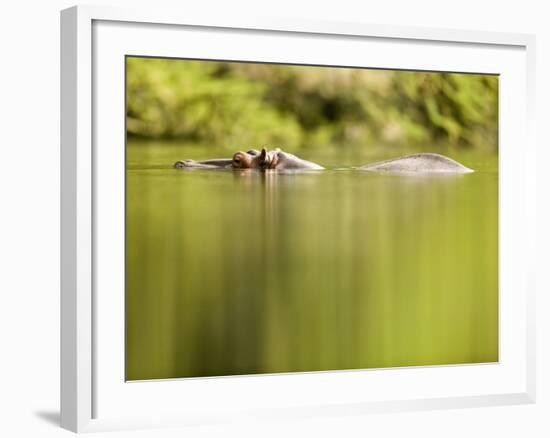 Hippopotamus Submerged in Natural Pool-Paul Souders-Framed Photographic Print