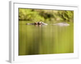 Hippopotamus Submerged in Natural Pool-Paul Souders-Framed Photographic Print