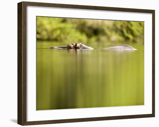 Hippopotamus Submerged in Natural Pool-Paul Souders-Framed Photographic Print