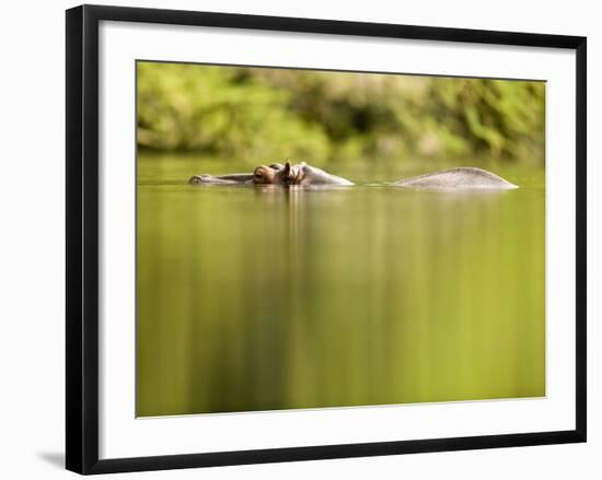 Hippopotamus Submerged in Natural Pool-Paul Souders-Framed Photographic Print