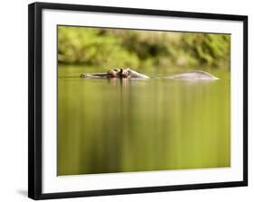 Hippopotamus Submerged in Natural Pool-Paul Souders-Framed Photographic Print