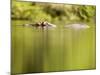 Hippopotamus Submerged in Natural Pool-Paul Souders-Mounted Photographic Print