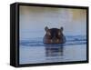 Hippopotamus Submerged in Water, Moremi Wildlife Reserve Bostwana Africa-Tony Heald-Framed Stretched Canvas
