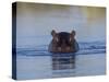 Hippopotamus Submerged in Water, Moremi Wildlife Reserve Bostwana Africa-Tony Heald-Stretched Canvas