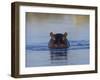 Hippopotamus Submerged in Water, Moremi Wildlife Reserve Bostwana Africa-Tony Heald-Framed Photographic Print