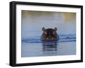 Hippopotamus Submerged in Water, Moremi Wildlife Reserve Bostwana Africa-Tony Heald-Framed Photographic Print