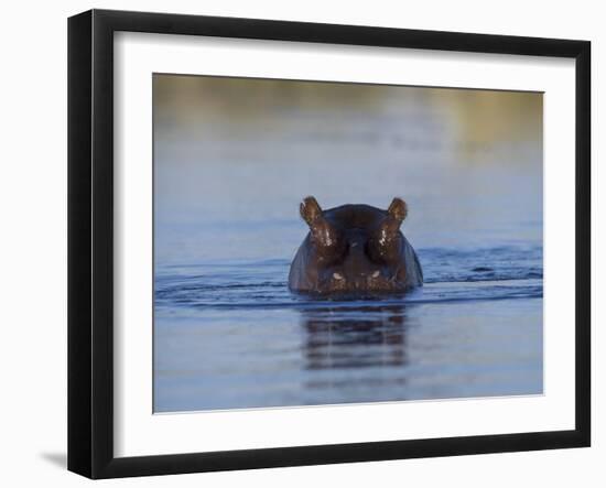 Hippopotamus Submerged in Water, Moremi Wildlife Reserve Bostwana Africa-Tony Heald-Framed Photographic Print