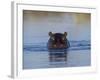 Hippopotamus Submerged in Water, Moremi Wildlife Reserve Bostwana Africa-Tony Heald-Framed Photographic Print