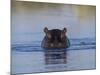 Hippopotamus Submerged in Water, Moremi Wildlife Reserve Bostwana Africa-Tony Heald-Mounted Photographic Print