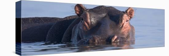 Hippopotamus Submerged in Water-null-Stretched Canvas
