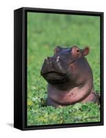 Hippopotamus Surrounded by Water Lettuce, Kruger National Park, South Africa-Tony Heald-Framed Stretched Canvas