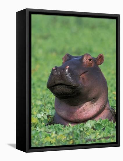 Hippopotamus Surrounded by Water Lettuce, Kruger National Park, South Africa-Tony Heald-Framed Stretched Canvas