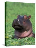 Hippopotamus Surrounded by Water Lettuce, Kruger National Park, South Africa-Tony Heald-Stretched Canvas