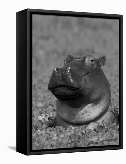 Hippopotamus Surrounded by Water Lettuce, Kruger National Park, South Africa-Tony Heald-Framed Stretched Canvas