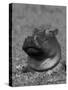 Hippopotamus Surrounded by Water Lettuce, Kruger National Park, South Africa-Tony Heald-Stretched Canvas