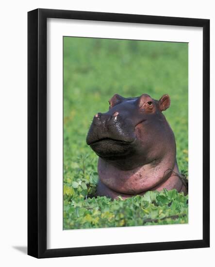 Hippopotamus Surrounded by Water Lettuce, Kruger National Park, South Africa-Tony Heald-Framed Photographic Print