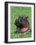 Hippopotamus Surrounded by Water Lettuce, Kruger National Park, South Africa-Tony Heald-Framed Photographic Print