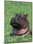 Hippopotamus Surrounded by Water Lettuce, Kruger National Park, South Africa-Tony Heald-Mounted Photographic Print