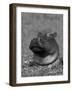 Hippopotamus Surrounded by Water Lettuce, Kruger National Park, South Africa-Tony Heald-Framed Photographic Print