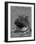 Hippopotamus Surrounded by Water Lettuce, Kruger National Park, South Africa-Tony Heald-Framed Photographic Print