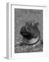 Hippopotamus Surrounded by Water Lettuce, Kruger National Park, South Africa-Tony Heald-Framed Photographic Print