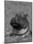 Hippopotamus Surrounded by Water Lettuce, Kruger National Park, South Africa-Tony Heald-Mounted Photographic Print