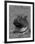 Hippopotamus Surrounded by Water Lettuce, Kruger National Park, South Africa-Tony Heald-Framed Photographic Print