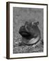 Hippopotamus Surrounded by Water Lettuce, Kruger National Park, South Africa-Tony Heald-Framed Photographic Print