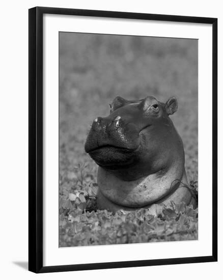 Hippopotamus Surrounded by Water Lettuce, Kruger National Park, South Africa-Tony Heald-Framed Photographic Print