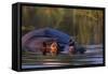 Hippopotamus Swimming in the Khwai River-Paul Souders-Framed Stretched Canvas