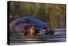 Hippopotamus Swimming in the Khwai River-Paul Souders-Stretched Canvas