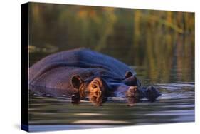 Hippopotamus Swimming in the Khwai River-Paul Souders-Stretched Canvas