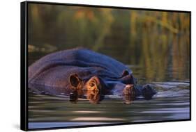 Hippopotamus Swimming in the Khwai River-Paul Souders-Framed Stretched Canvas