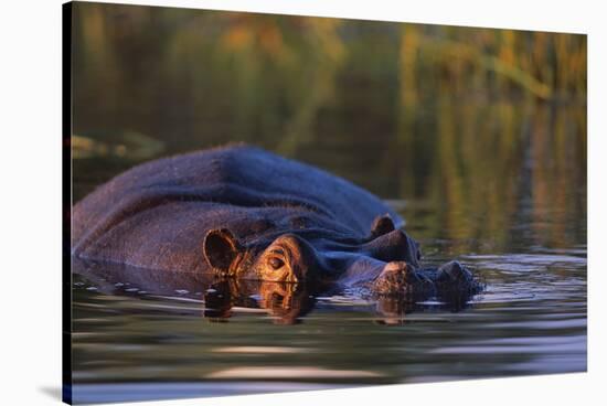 Hippopotamus Swimming in the Khwai River-Paul Souders-Stretched Canvas