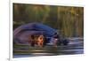 Hippopotamus Swimming in the Khwai River-Paul Souders-Framed Photographic Print