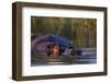 Hippopotamus Swimming in the Khwai River-Paul Souders-Framed Photographic Print