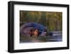 Hippopotamus Swimming in the Khwai River-Paul Souders-Framed Photographic Print