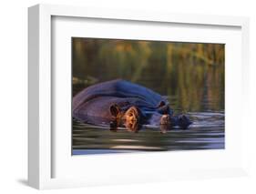 Hippopotamus Swimming in the Khwai River-Paul Souders-Framed Photographic Print