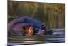 Hippopotamus Swimming in the Khwai River-Paul Souders-Mounted Photographic Print