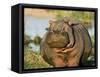 Hippopotamus, Tanzania-Charles Sleicher-Framed Stretched Canvas
