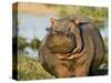 Hippopotamus, Tanzania-Charles Sleicher-Stretched Canvas