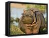Hippopotamus, Tanzania-Charles Sleicher-Framed Stretched Canvas